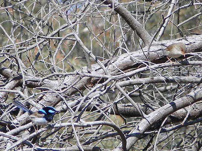 2 fairy wrens.jpg - OLYMPUS DIGITAL CAMERA         